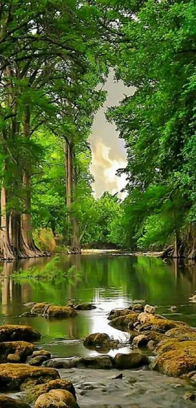 Forest river with lush green trees and tranquil waters, perfect for mobile wallpaper.