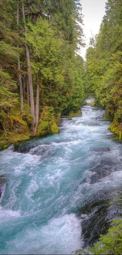 Peaceful river flowing through a lush green forest landscape.