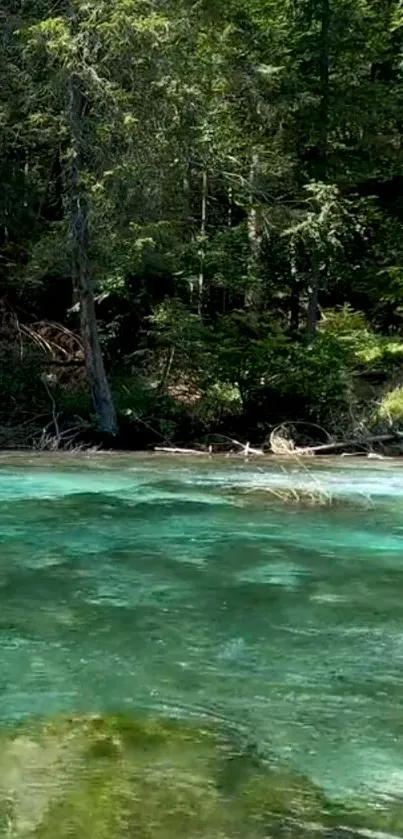 Serene forest river flowing under trees, capturing nature's tranquility.