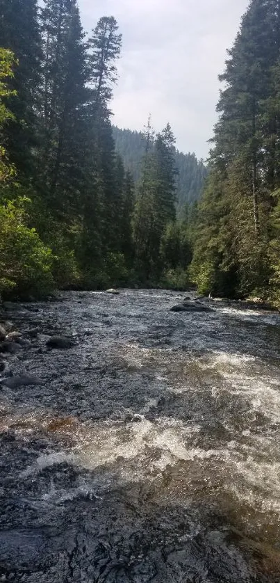 Tranquil forest river with lush greenery and flowing water.