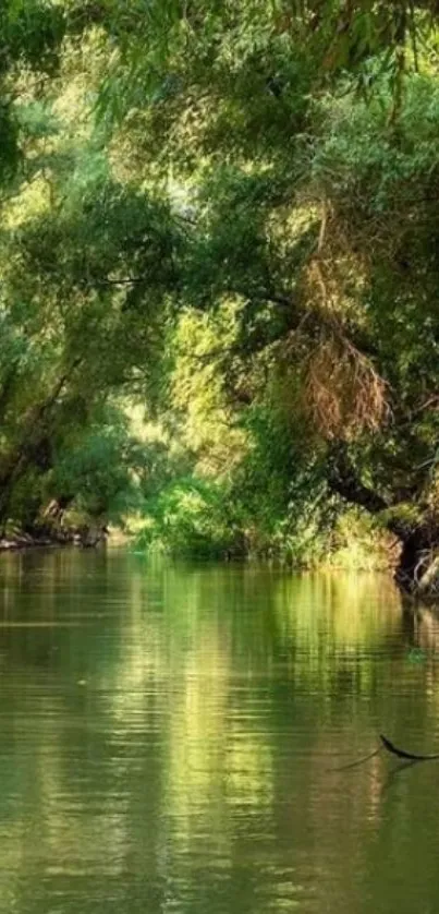 Serene forest river with lush greenery in a peaceful setting.