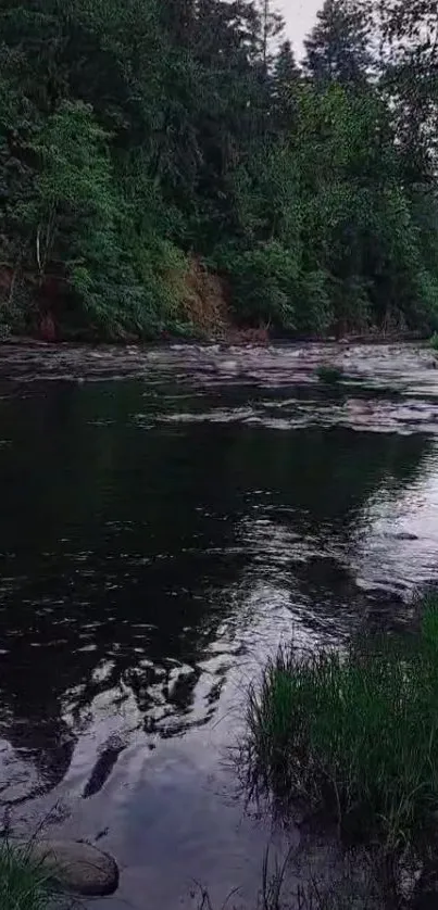 A serene forest river with lush greenery reflecting in the calm waters.