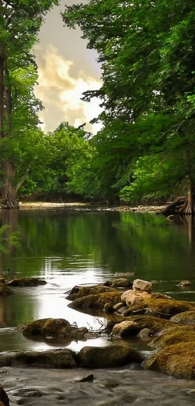 Serene forest river with lush green trees and calm water.