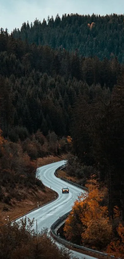 Winding road through a lush, tranquil forest with autumn colors.