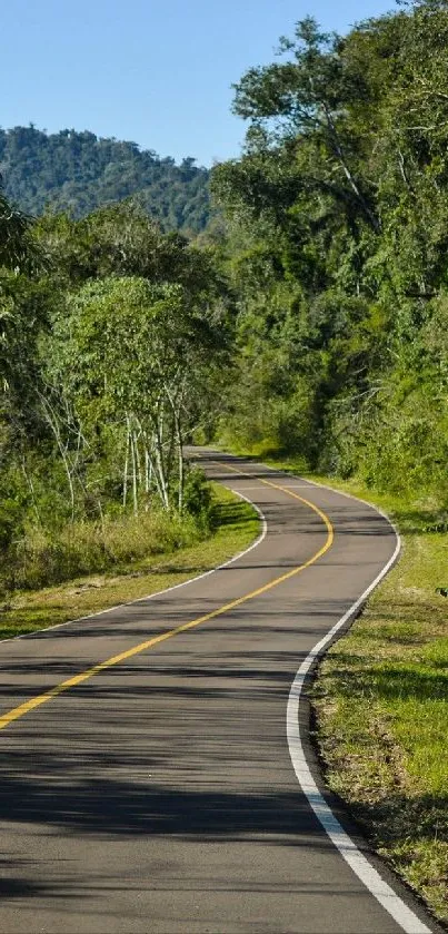 Serene forest road through lush greenery under clear blue skies.