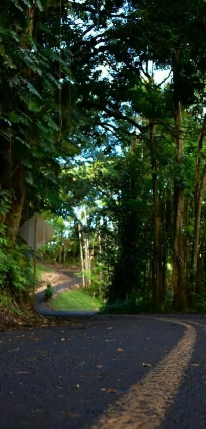 Scenic forest road with lush green trees.