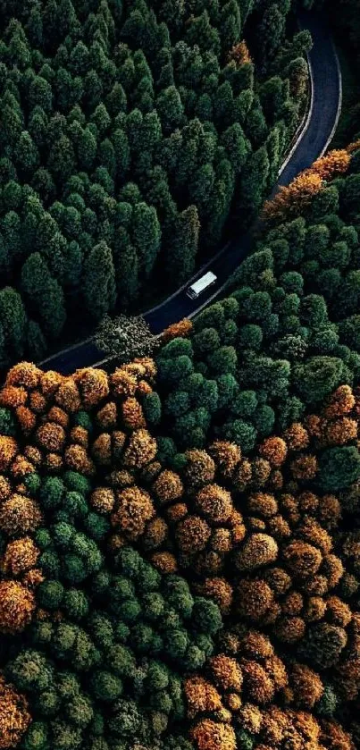 Wallpaper of a lush forest with a winding road, viewed from above.