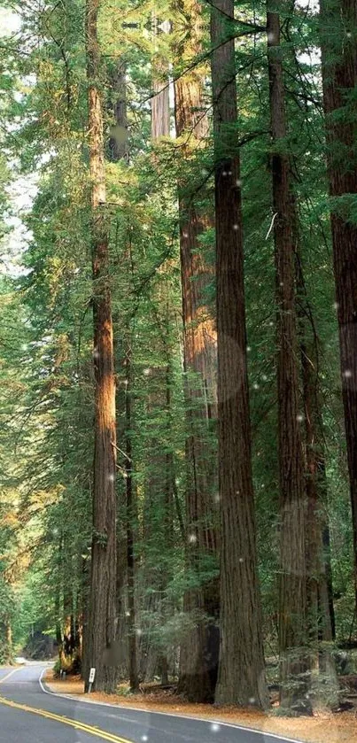 Green forest road with tall trees and winding path.