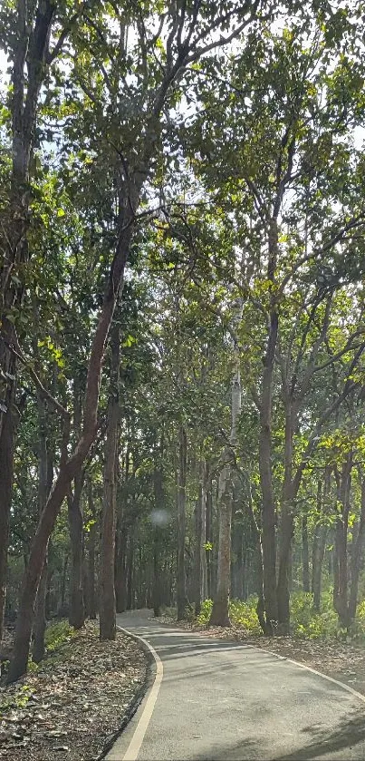 Serene forest road under lush green canopy.