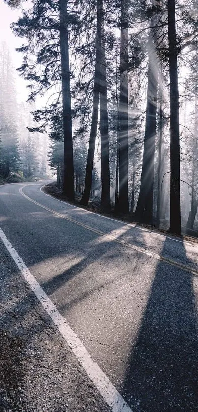 Serene forest road with sunlight streaming through trees, creating long shadows.