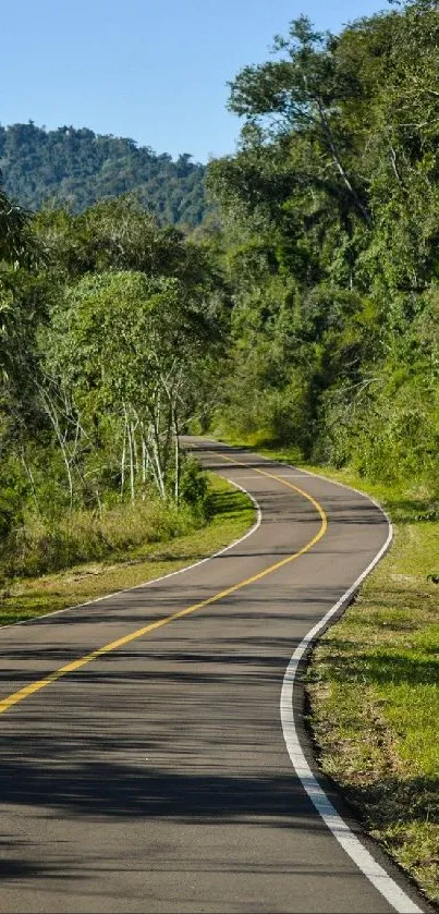 Winding road through lush green forest wallpaper.