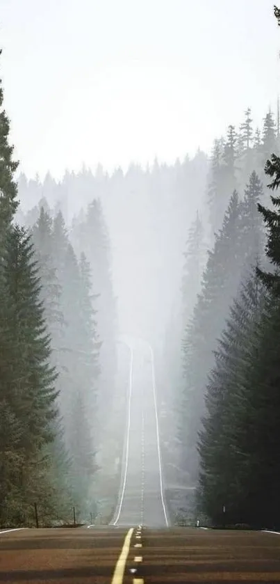 Misty tree-lined road in a serene forest, perfect for nature lovers.