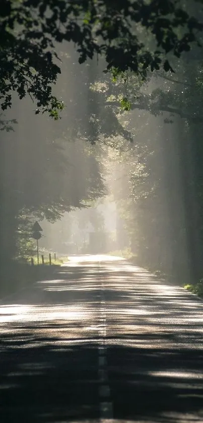 Sunlit forest road with trees overhead, creating a serene and tranquil ambiance.