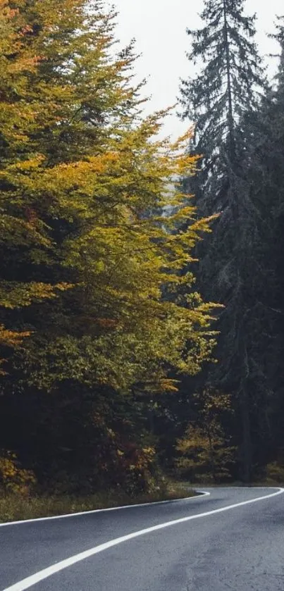 Serene winding road through a lush forest with autumn leaves.