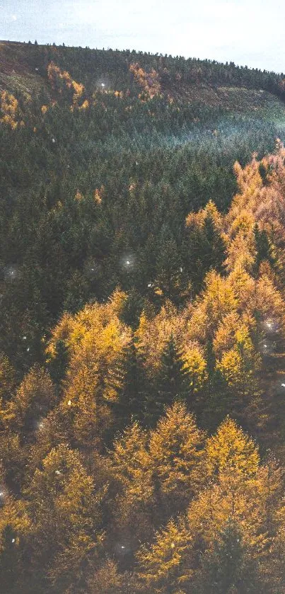 Aerial view of a tranquil forest road in autumn with misty ambiance.