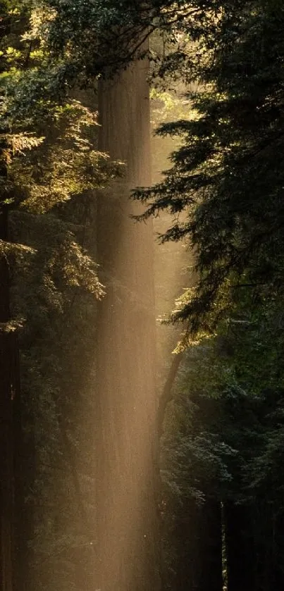 Serene forest road with sunlight through trees, creating a peaceful atmosphere.