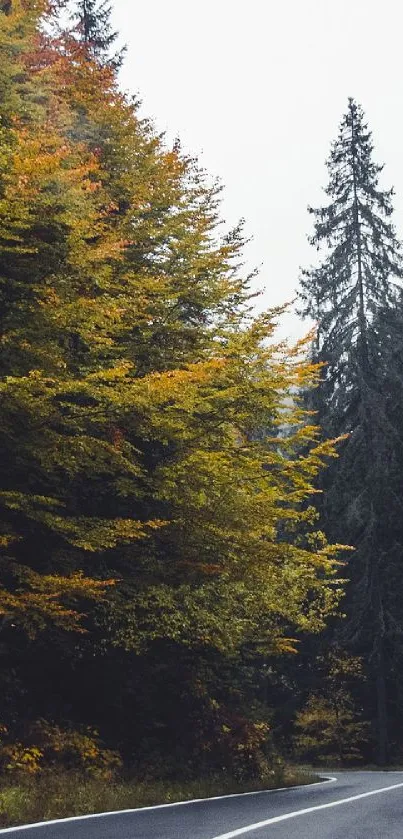 Winding road through a vibrant autumn forest with tall trees and colorful leaves.