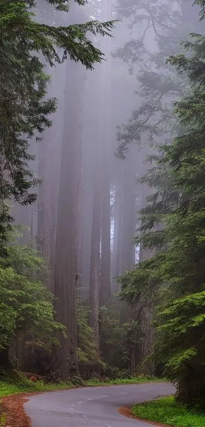 Misty forest road with tall trees and green foliage.