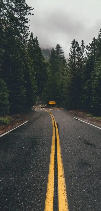 Forest road surrounded by trees and mist.