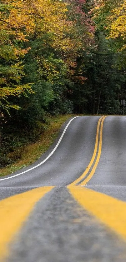 Serene road through autumn forest with vibrant yellow lines.