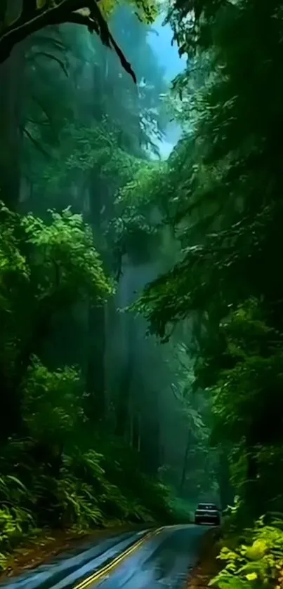 A serene forest road with lush greenery and mist.