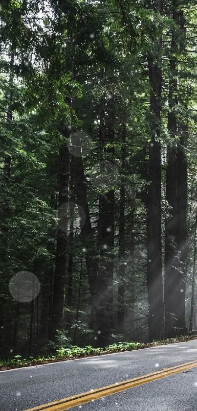 Misty forest road with lush green trees and a serene ambiance.