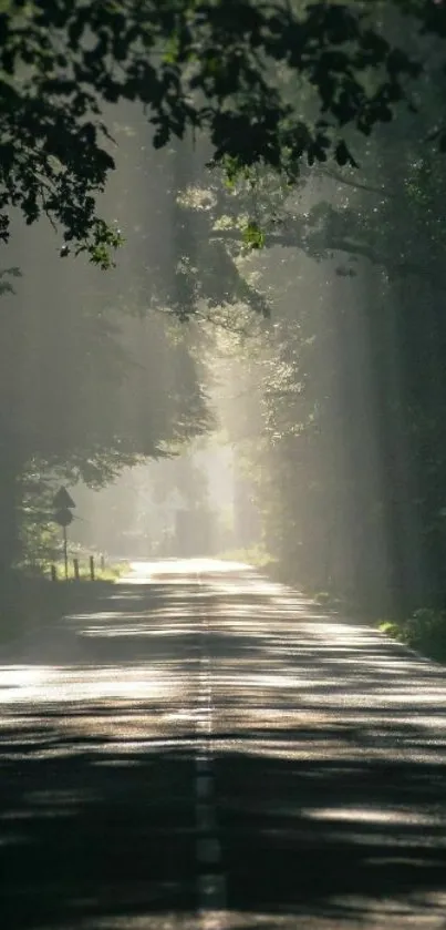 Tranquil forest road with sunlight streaming through trees.