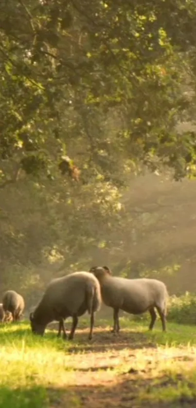 Sheep grazing in a sunlit forest path, creating a serene nature scene.