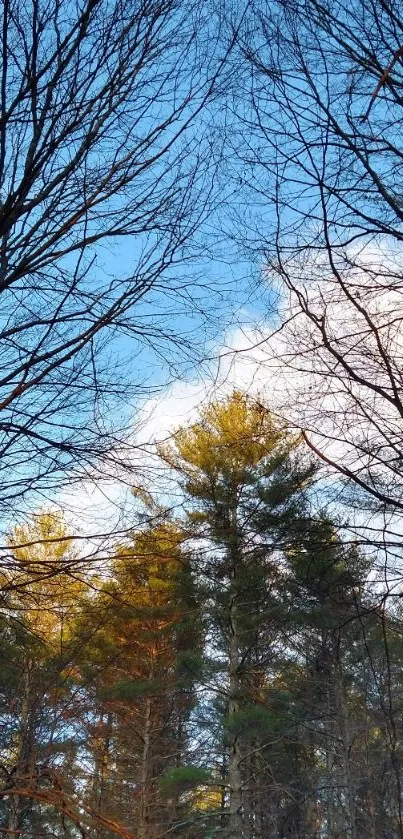 Tall forest trees against a clear blue sky.