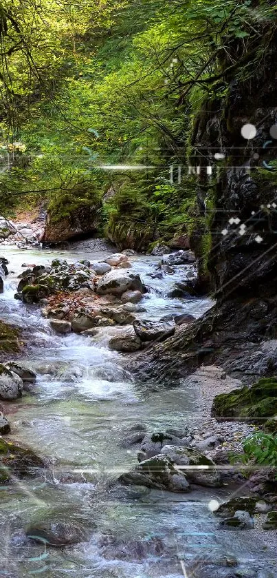 Serene stream flowing through a lush green forest.