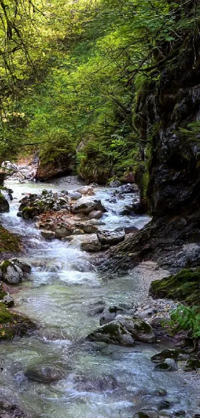 A serene stream flows through a lush green forest, with rocky banks and dense foliage.