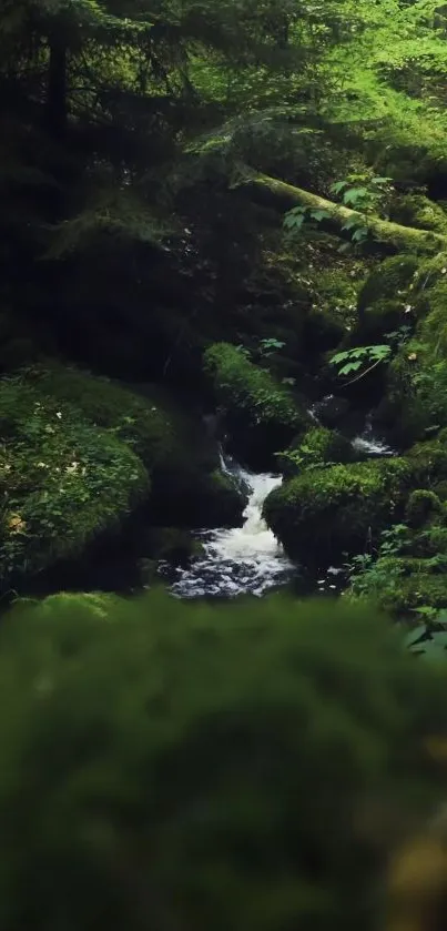 Serene forest stream with lush greenery and flowing water.