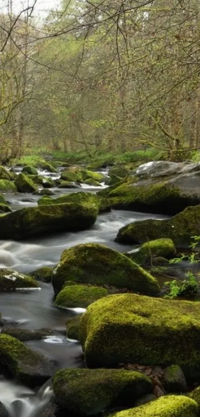 Serene forest stream with lush moss and flowing water, perfect mobile wallpaper.