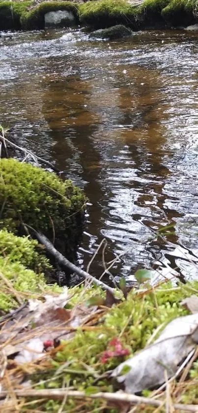 Tranquil forest stream with green moss and flowing water.