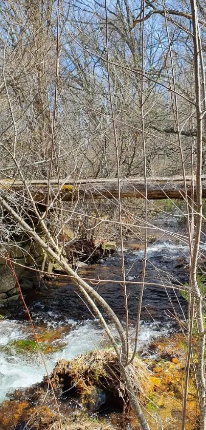 Serene stream flowing through a forest landscape filled with trees.