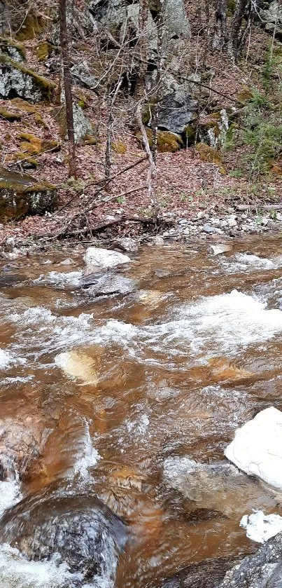 Serene stream with rocky banks in a forest setting.