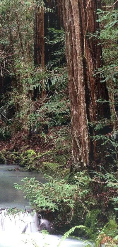 Serene forest stream with lush trees and a gentle waterfall.