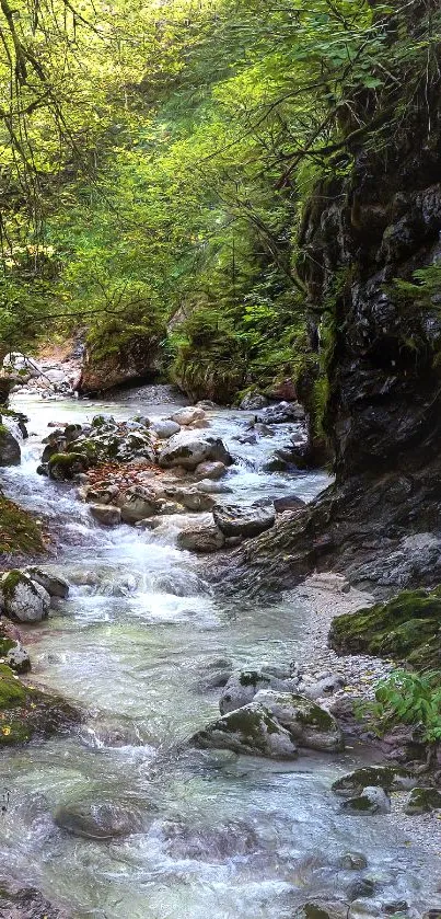 A serene forest stream with lush greenery and flowing water.