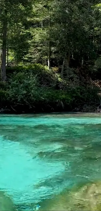 Serene forest stream with turquoise water and lush green trees.