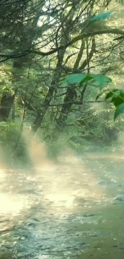 Serene forest stream with sunlit trees and lush greenery.