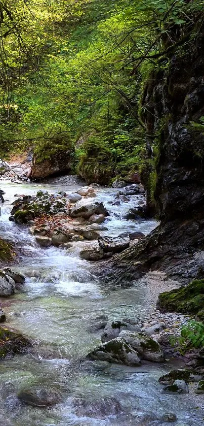 Serene forest stream with lush greenery and flowing water in a tranquil setting.