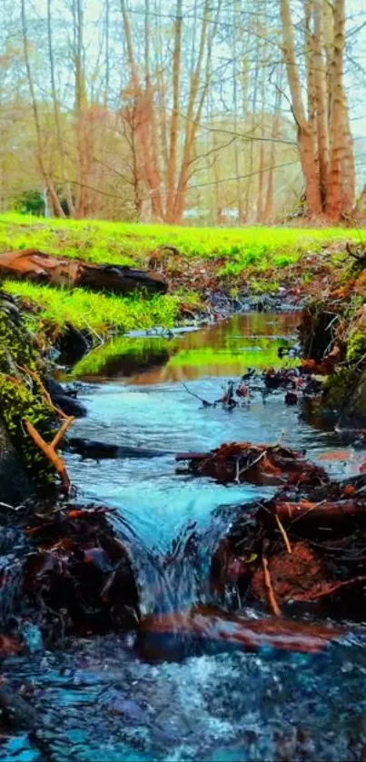 Serene forest stream with lush green surroundings.