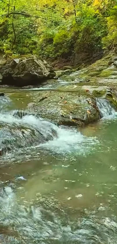 Tranquil forest stream with lush greenery.