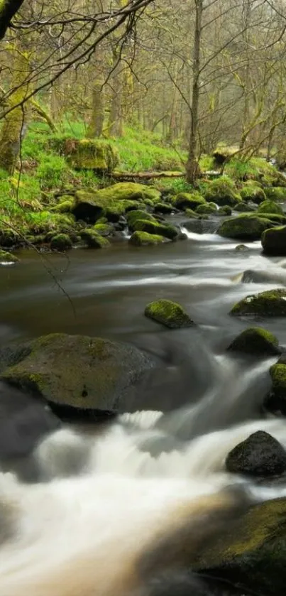 Serene forest stream with mossy rocks and flowing water.