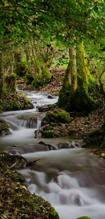 Serene stream flowing through a lush green forest.