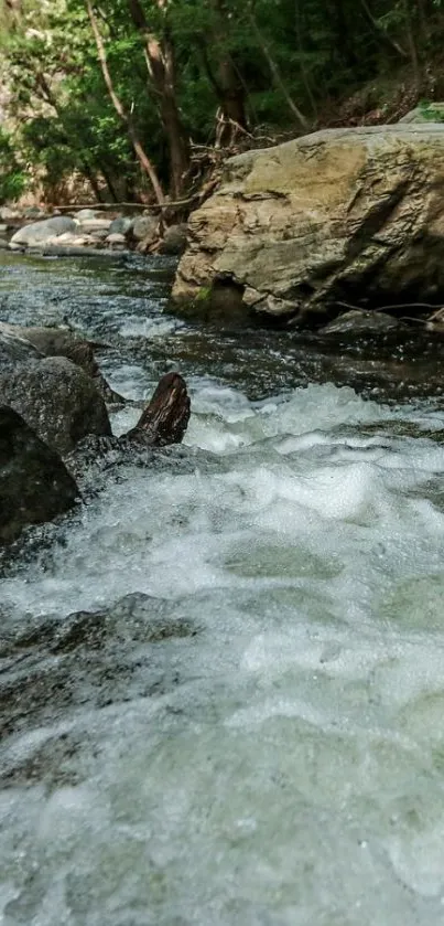 A clear stream flowing through a green forest with large rocks.