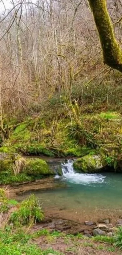 Serene forest stream with lush greenery and calm waters, perfect for nature wallpaper.