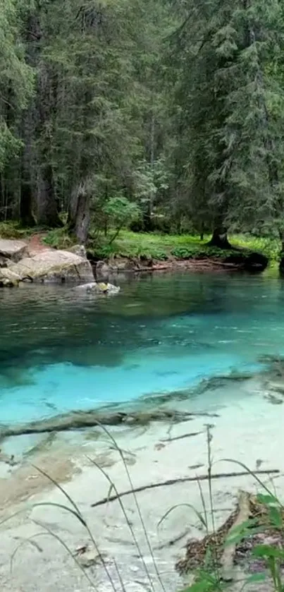 Serene forest stream with turquoise water and lush green trees.