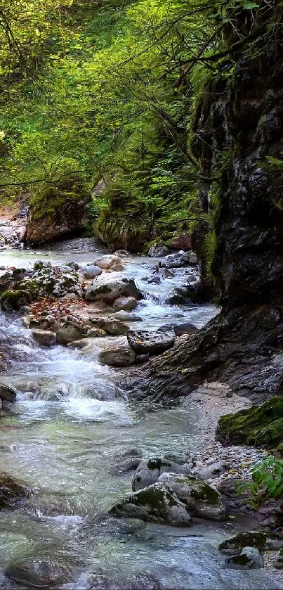 Serene forest stream flowing through lush greenery.