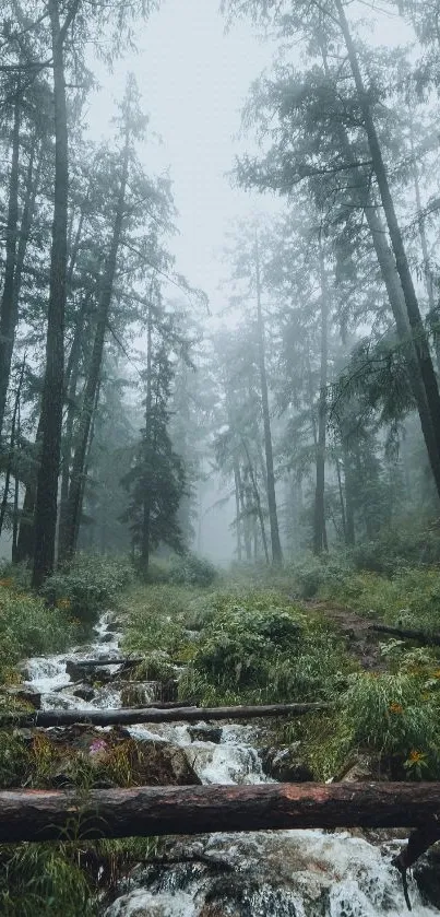 Serene forest stream with lush greenery and flowing water amidst tall trees.